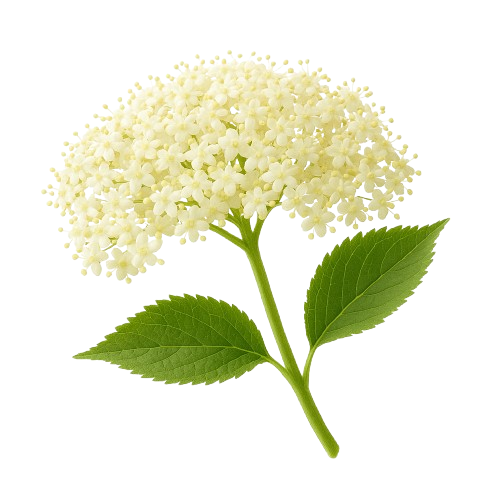 icon_hyldeblomst