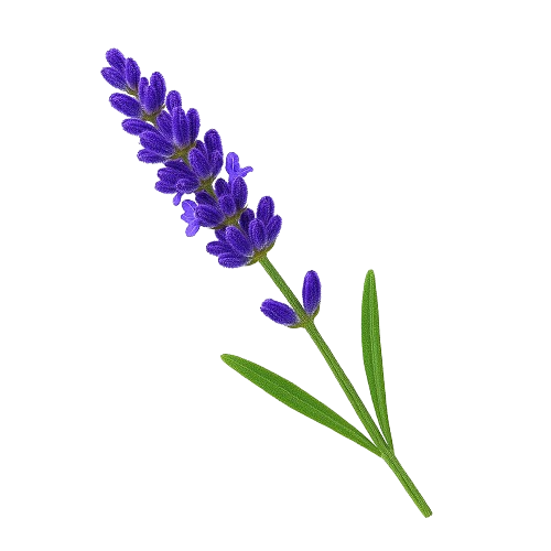 icon_lavendel