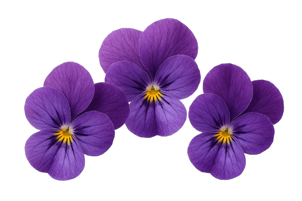 icon_violer